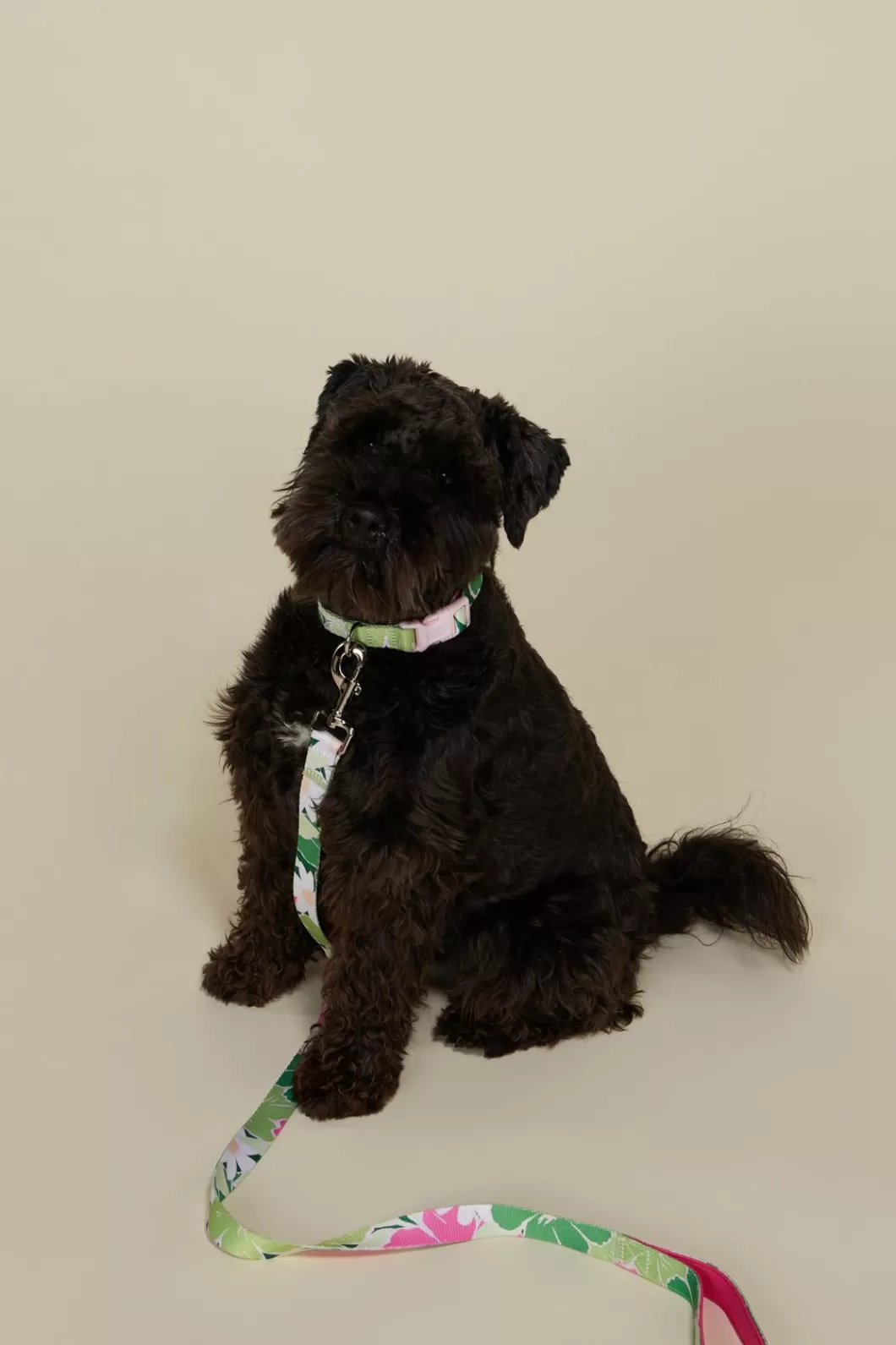 Pets<Princess Highway Edie Pet Lead L