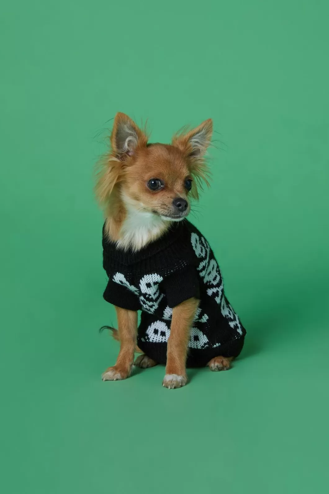 Homewares<Dangerfield Skull Dog Jumper Xs